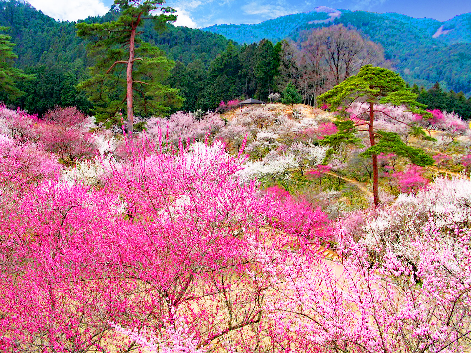 メイヴ座 国際占い師 穴口恵子
