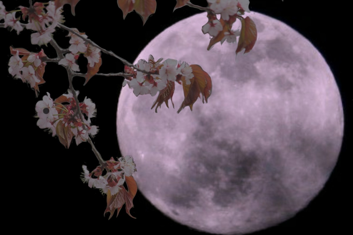 メイヴ座 国際占い師 穴口恵子